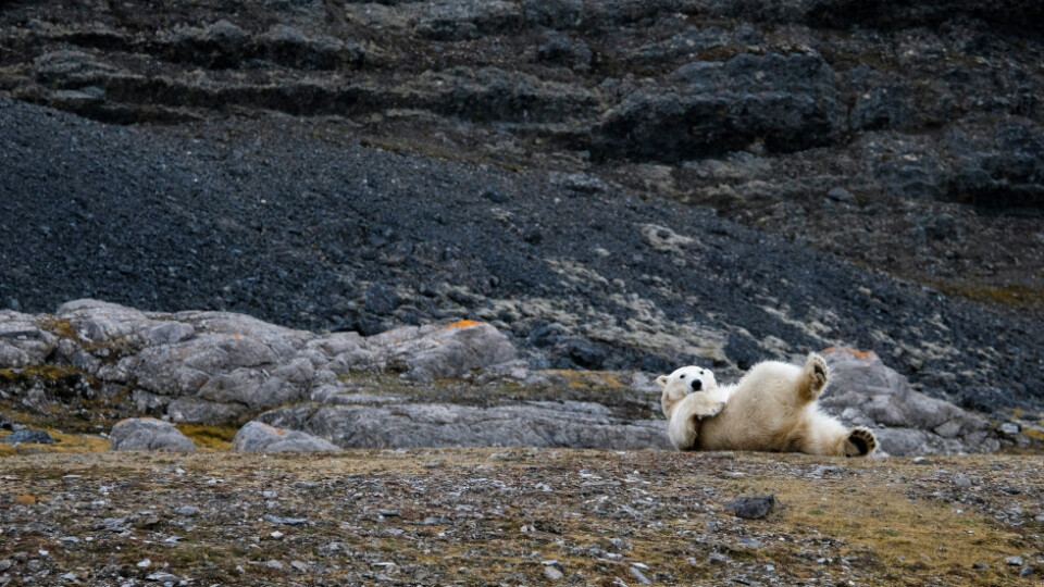 Polar bear playing on the ground.