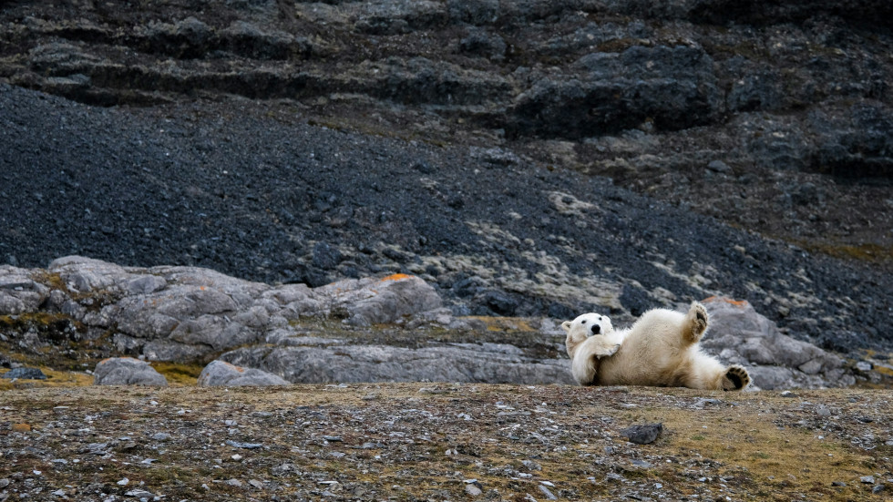 Polar bear playing on the ground.