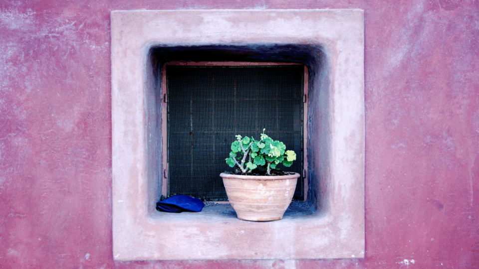 A flowerpot on a windowsill.