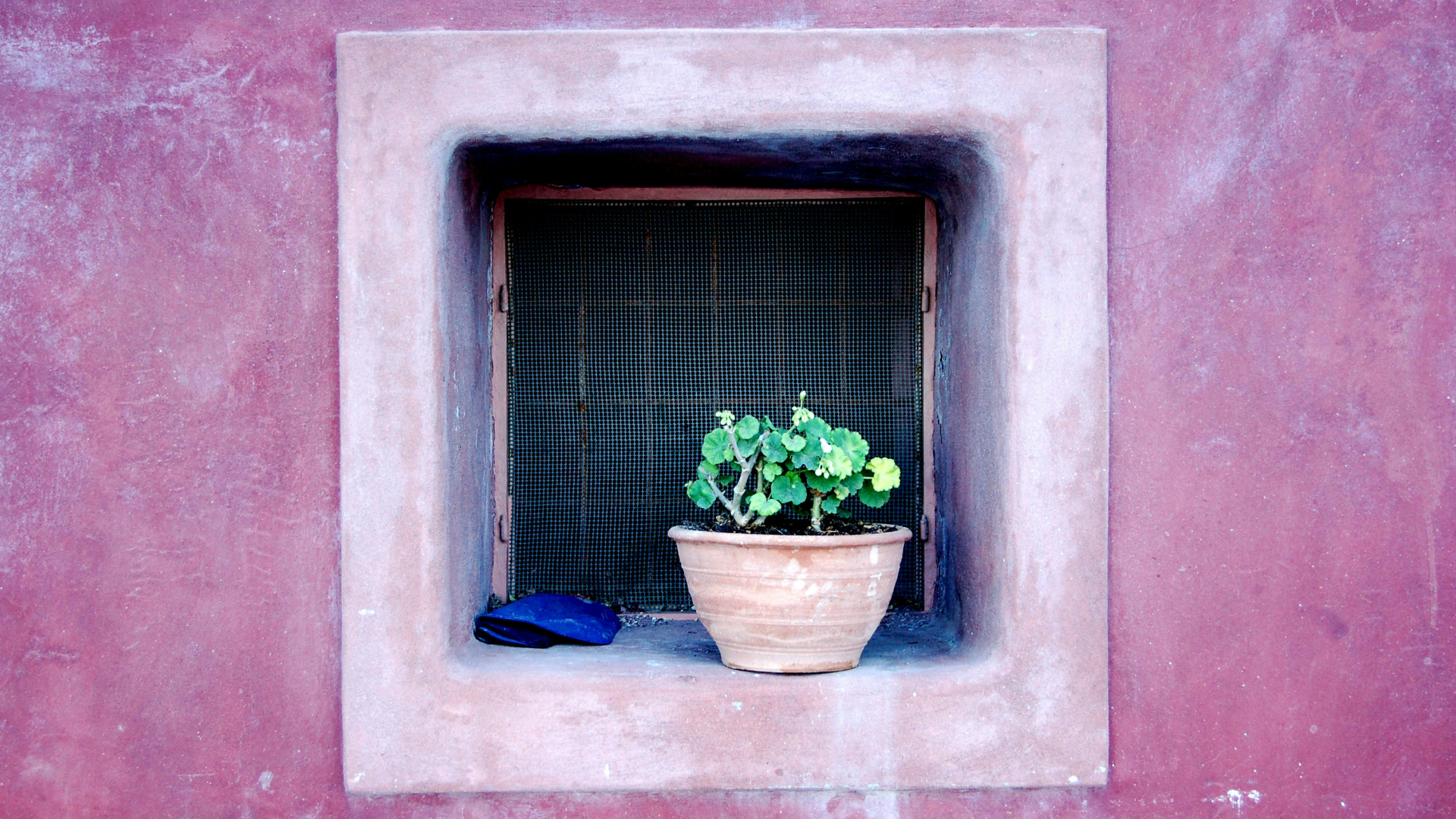 A flowerpot on a windowsill.