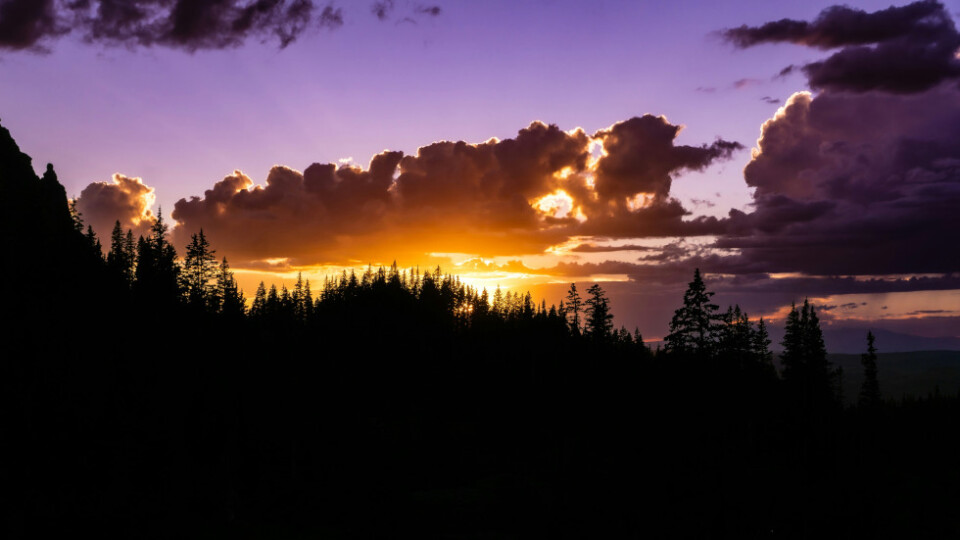 Iimage of a sunset over as treeline. Purple and orange skies with some clouds. The picture is by Matt Gross and not the boyband guy Matt Goss.