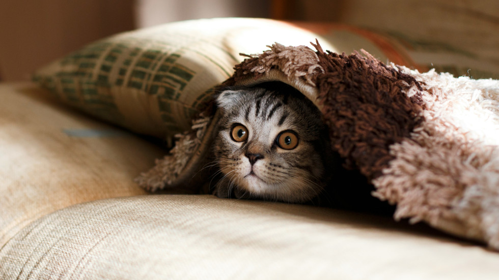 Cat under blanket