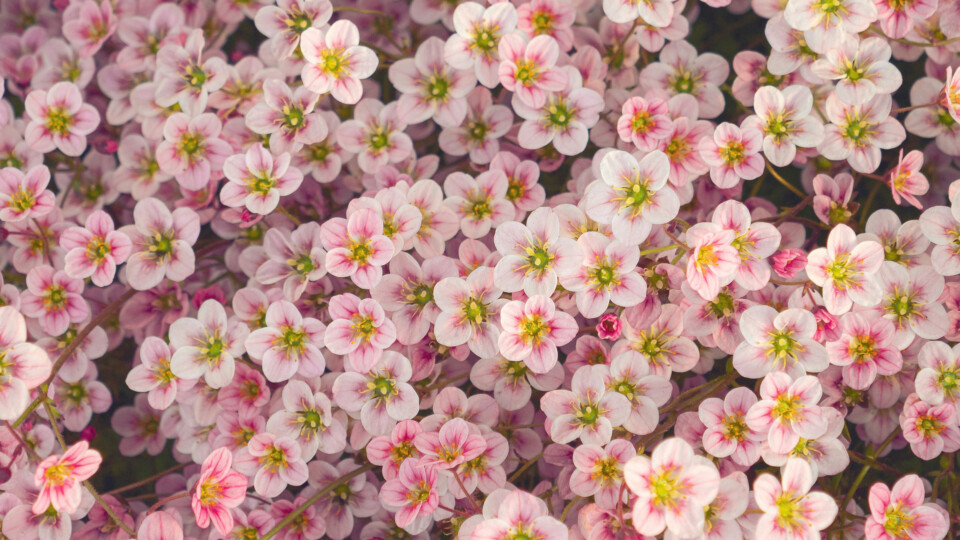 Pink flowers from above