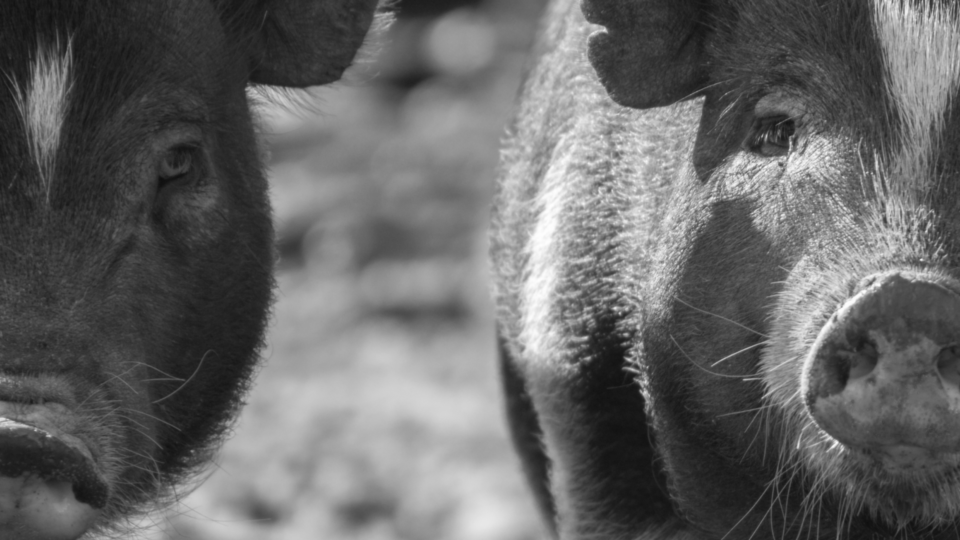 Close-up of two pigs looking at the camera.
