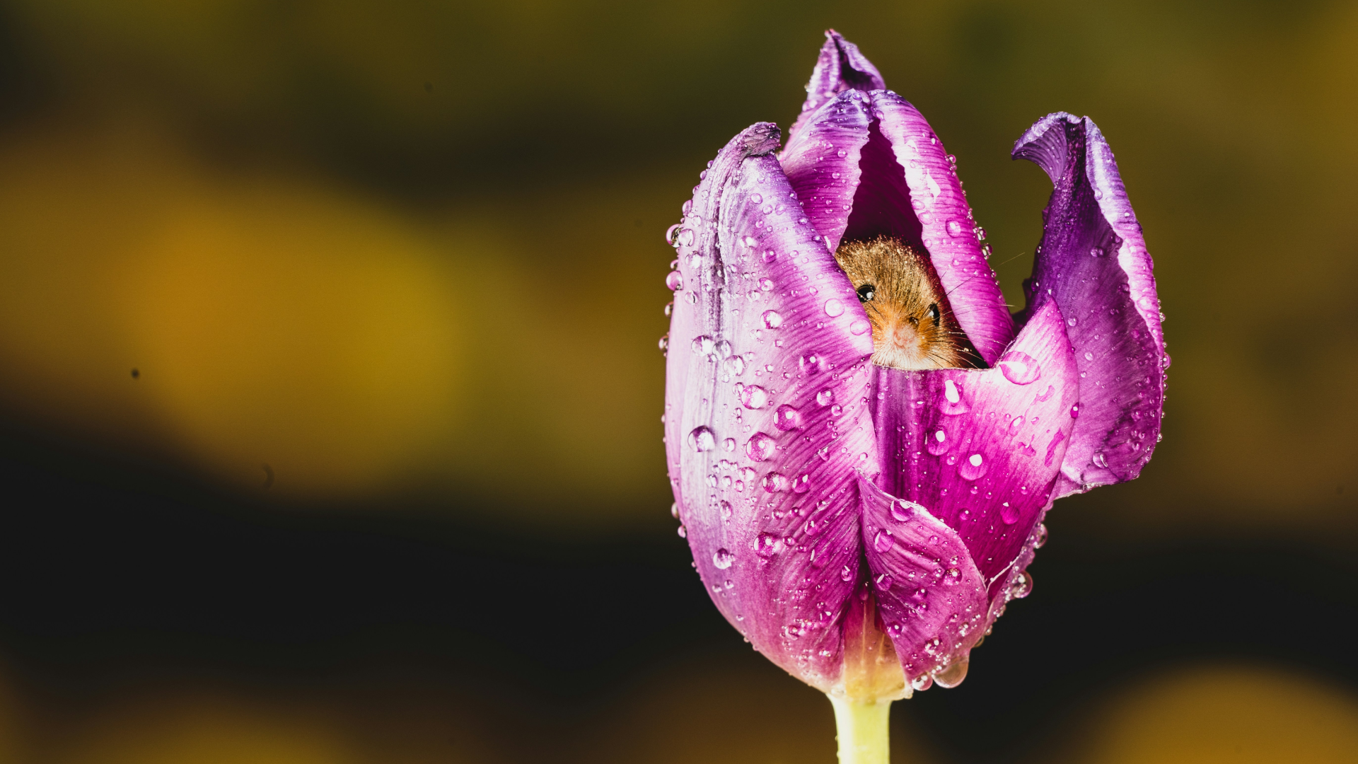 Little mouse inside a purple tulip.