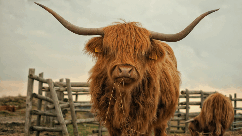 A brown yak looking at the camera.