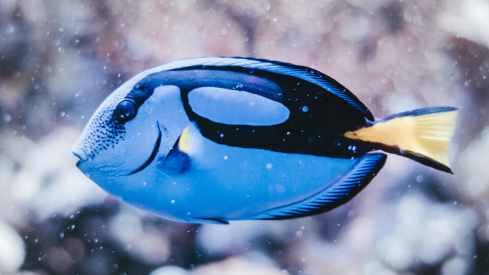 Tropical fish that appears to have a snowy brackground