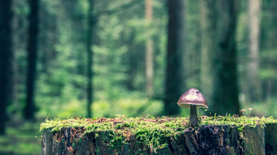 Toadstool on a tree stump with a blurred forest in the background