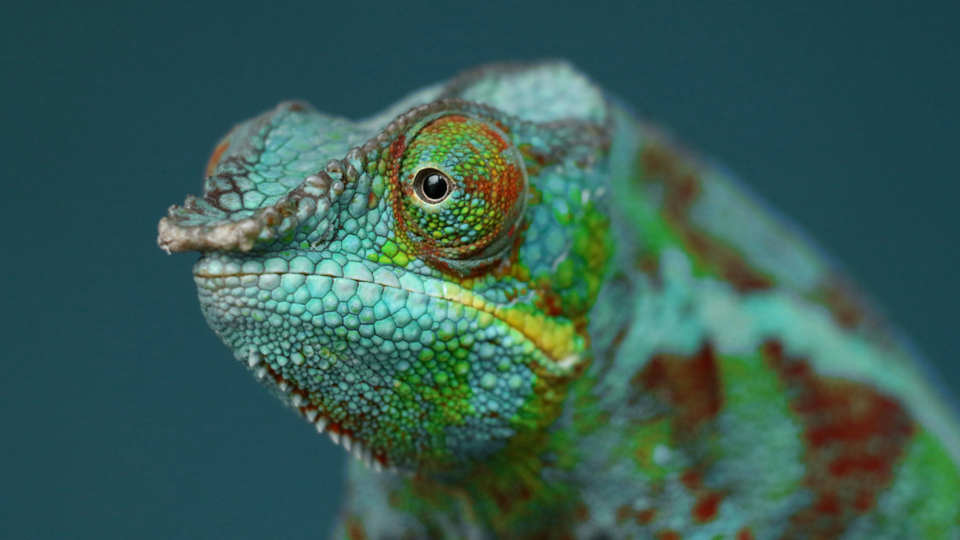 A close up of a green and orange chameleon.