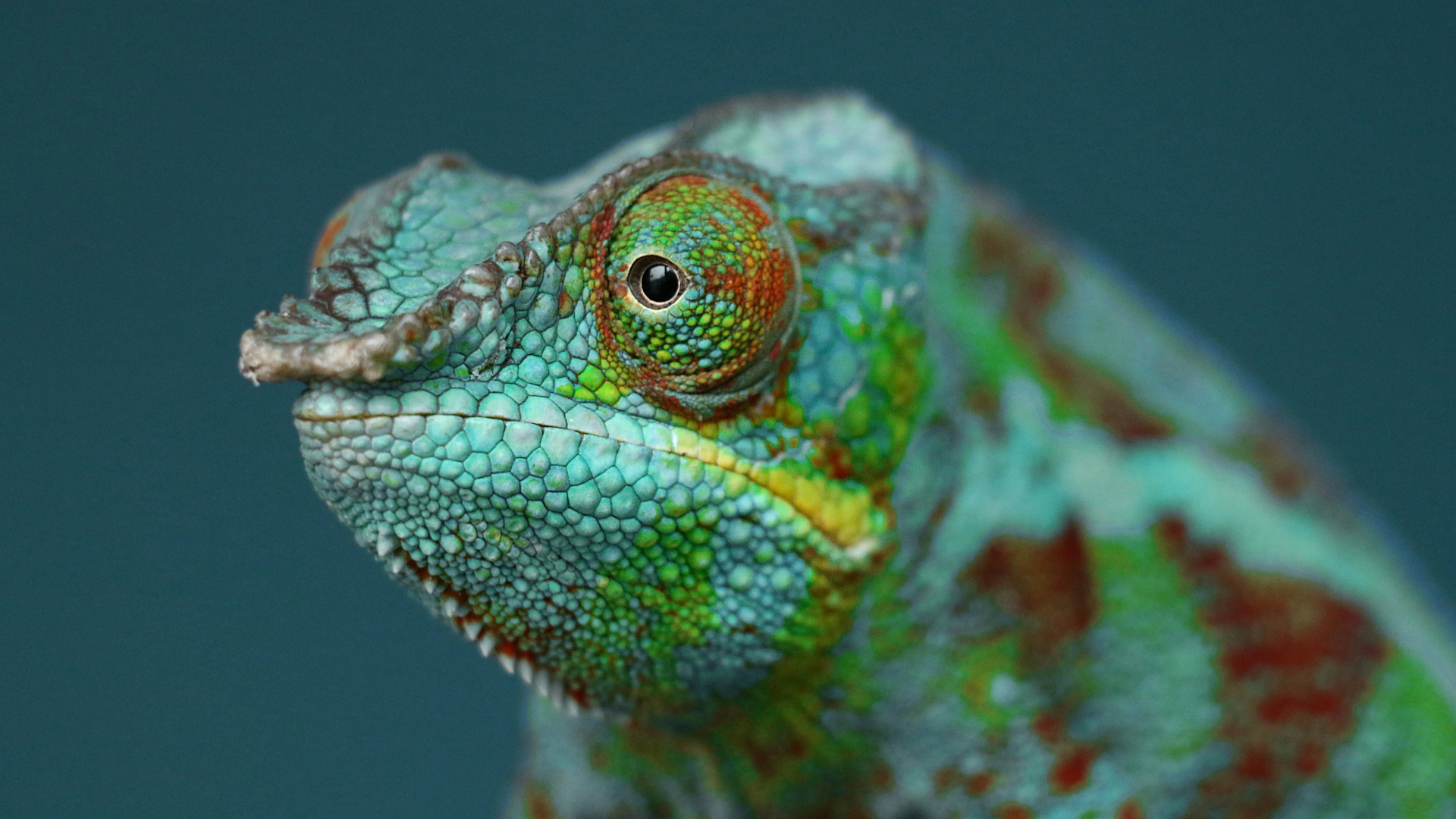 A close up of a green and orange chameleon.