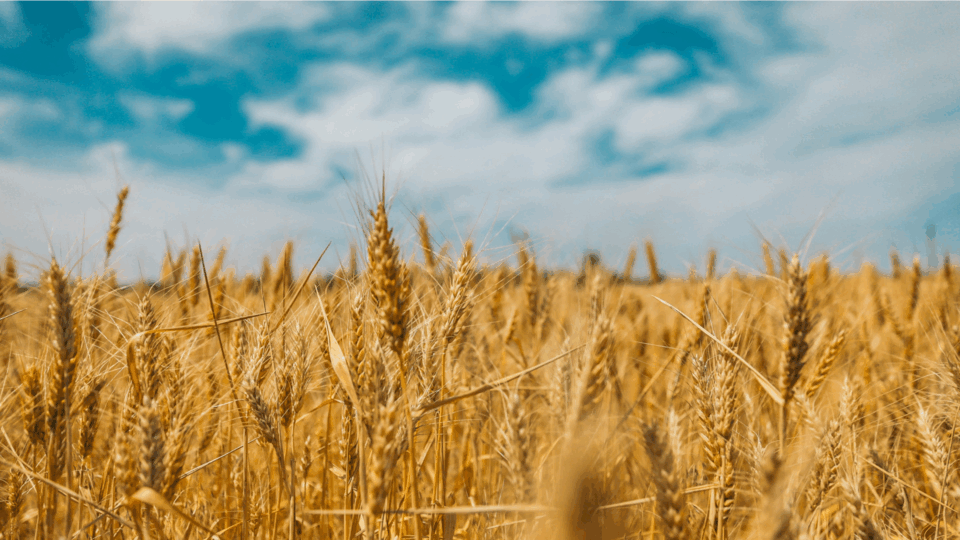 Yellow wheat field with a blue sky in the background.