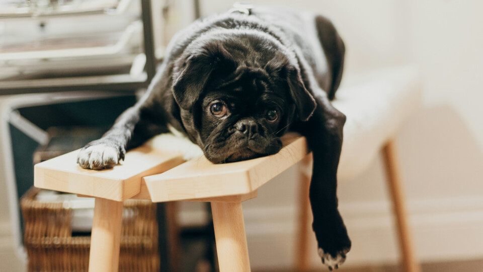 a tried looking dog lying on a bench