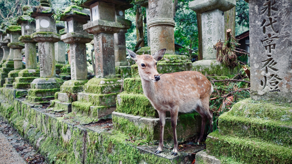 A deer amongst some old stone ruins