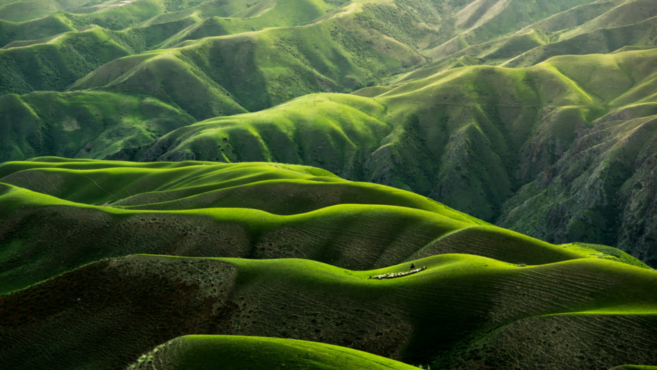 Bird's eye view of hilly grassland in Yili, Xinjiang, China. A shepherd with their herd of sheep is on one of the hills.