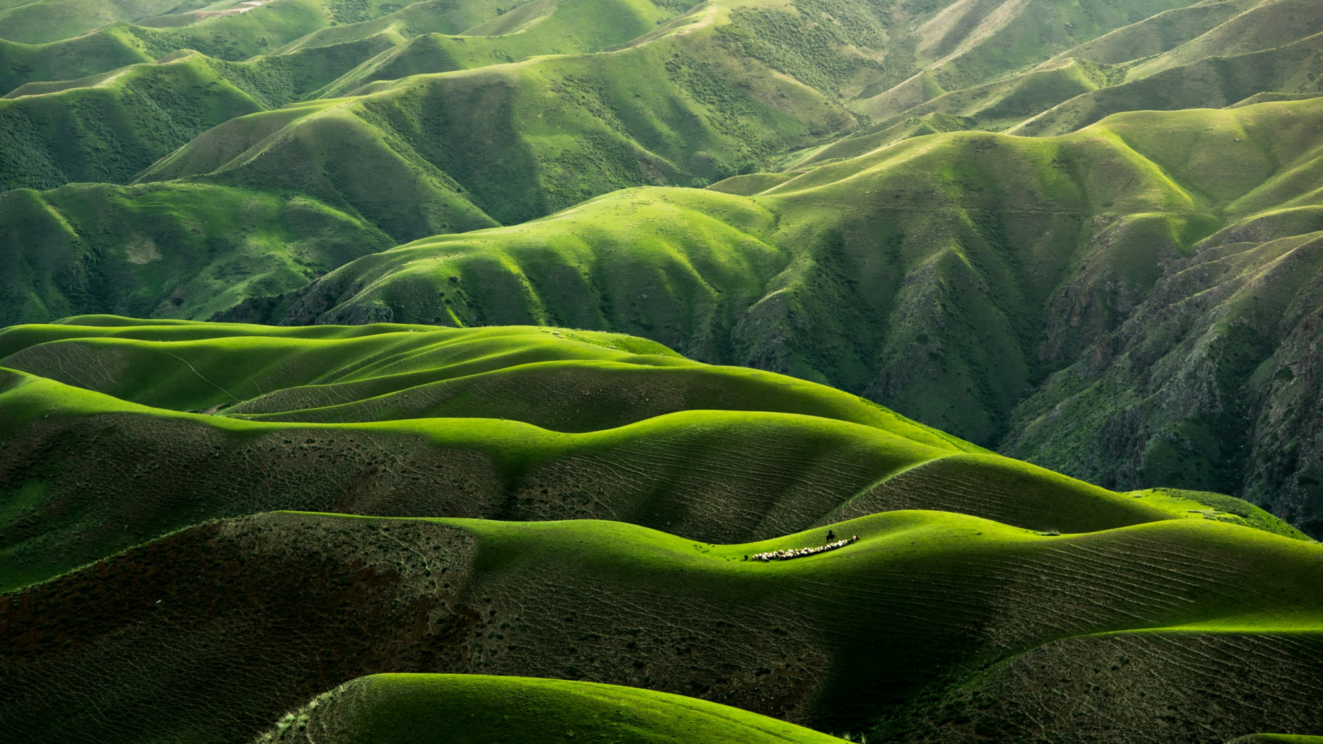 Bird's eye view of hilly grassland in Yili, Xinjiang, China. A shepherd with their herd of sheep is on one of the hills.