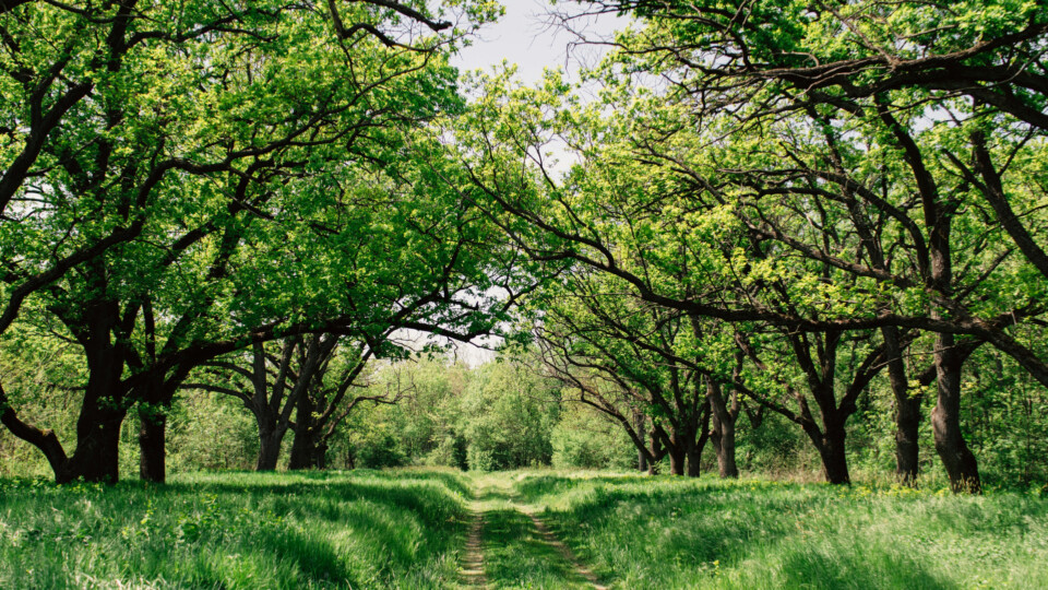 Green trees on either side of a path worn out of the grass by vehicles over time.