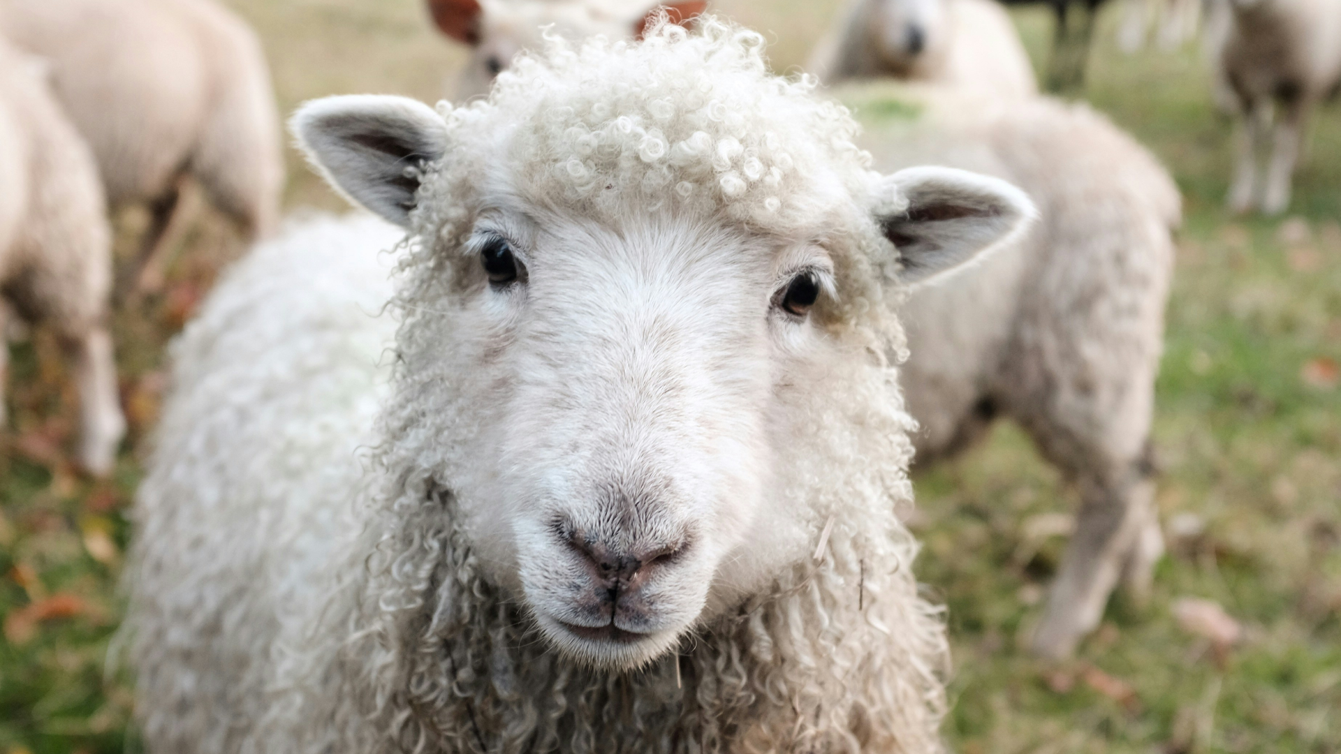 White sheep on green grass during daytime