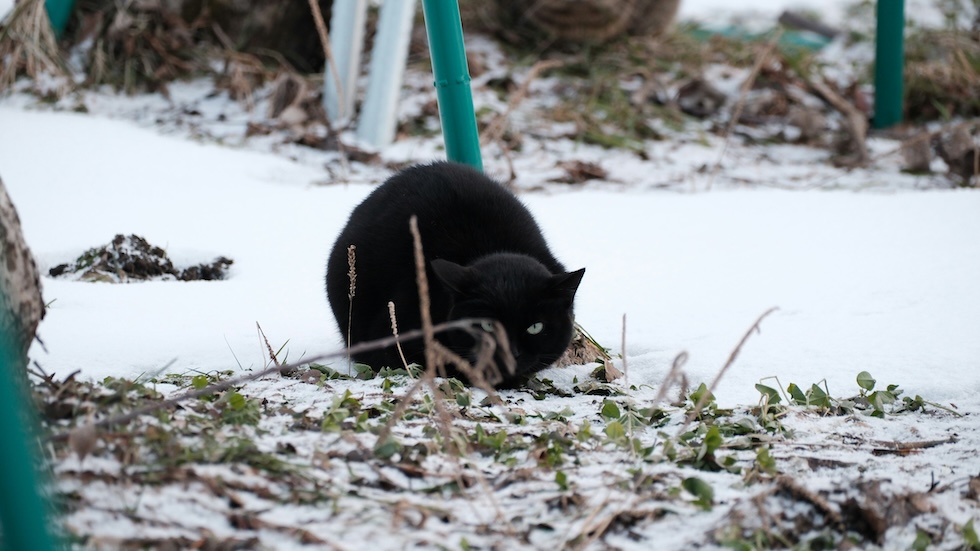 Cat ready to pounch