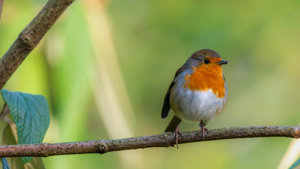 Robin (bird) on a tree branch.