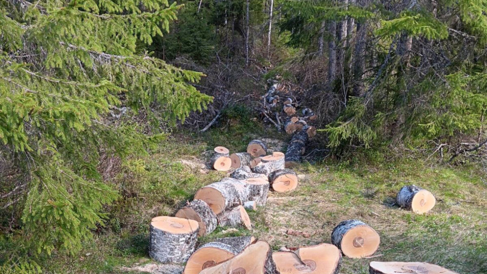 A cut up tree lying in a forest.