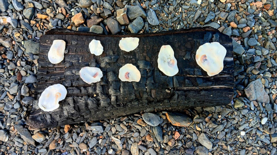 A log burnt to charcoal, with white shells resting on top, lying on a stony beach.