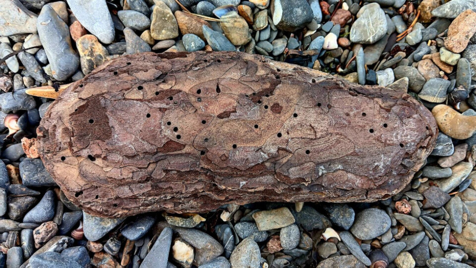 A piece of bark driftwood sitting on a stone beach. It is pitted with lots of tiny holes.