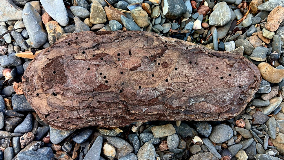 A piece of bark driftwood sitting on a stone beach. It is pitted with lots of tiny holes.