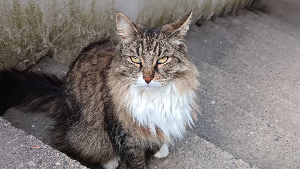 A cat on stone steps, looking at the camera.