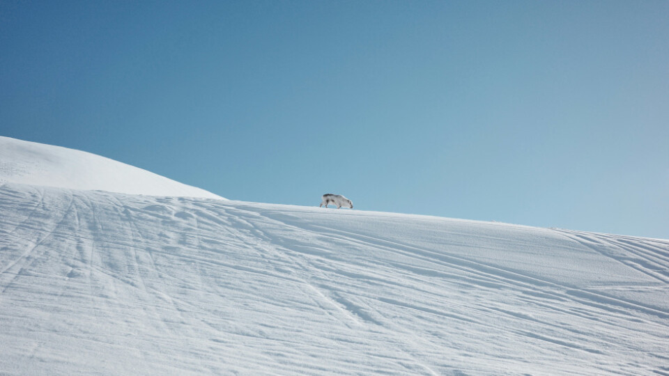 Snowy hill with blue skies. A white animal walking along the ridge