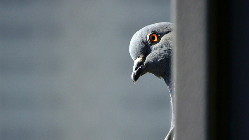 A pigeon looking around a wall