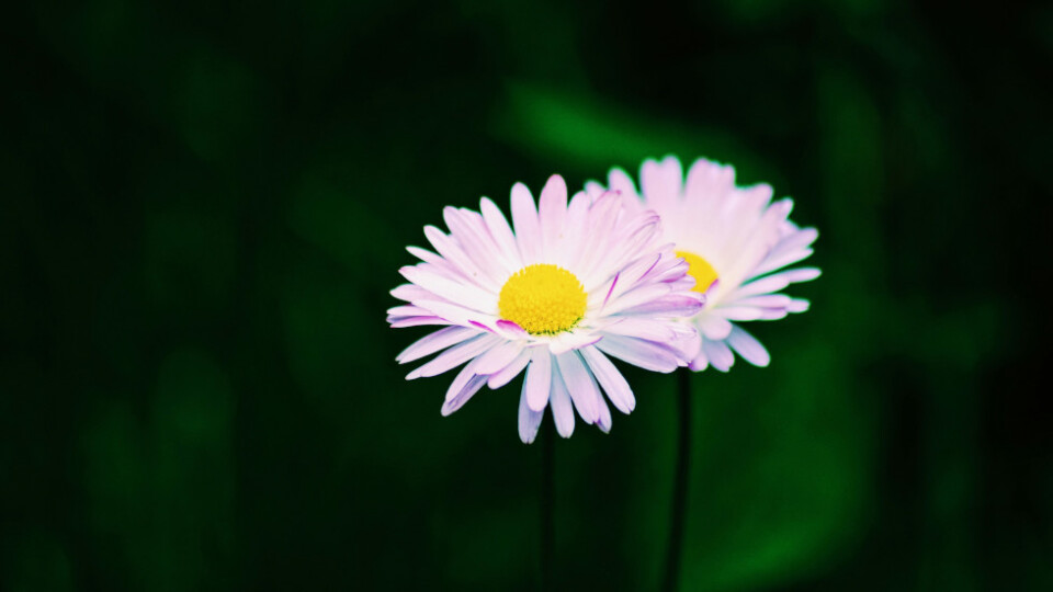 two flowers next to each other