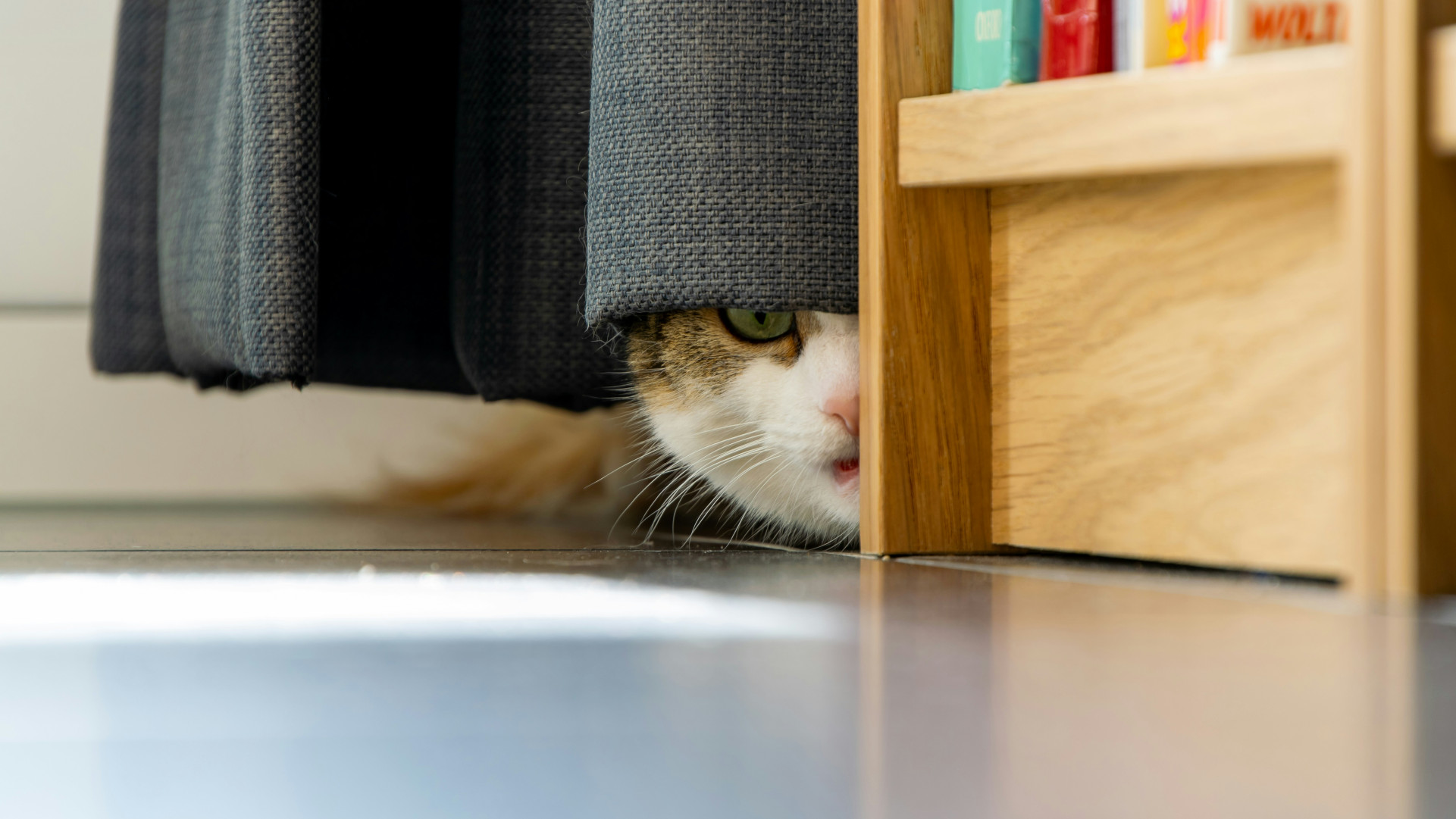 Cat hiding behind a curtain, looking out