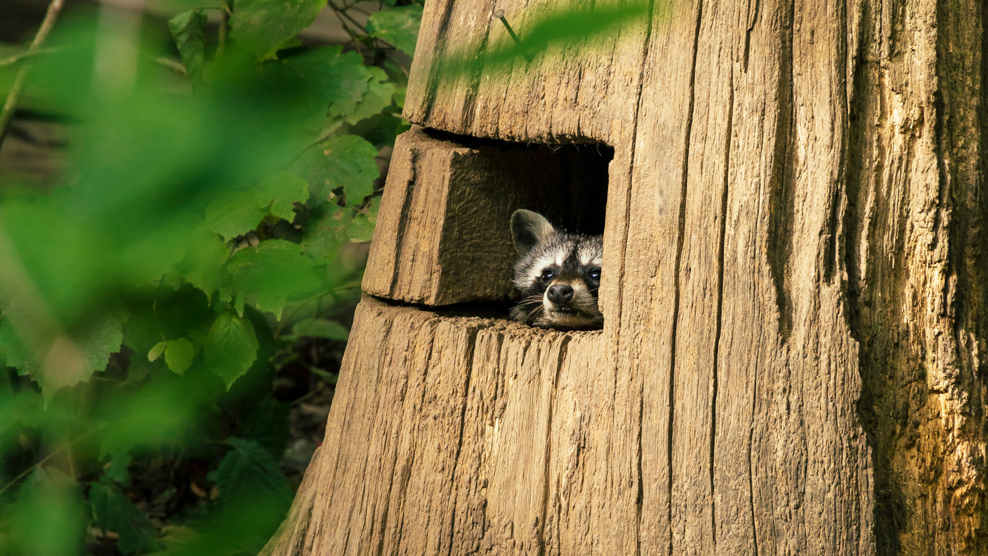 Rcoon in a tree stump
