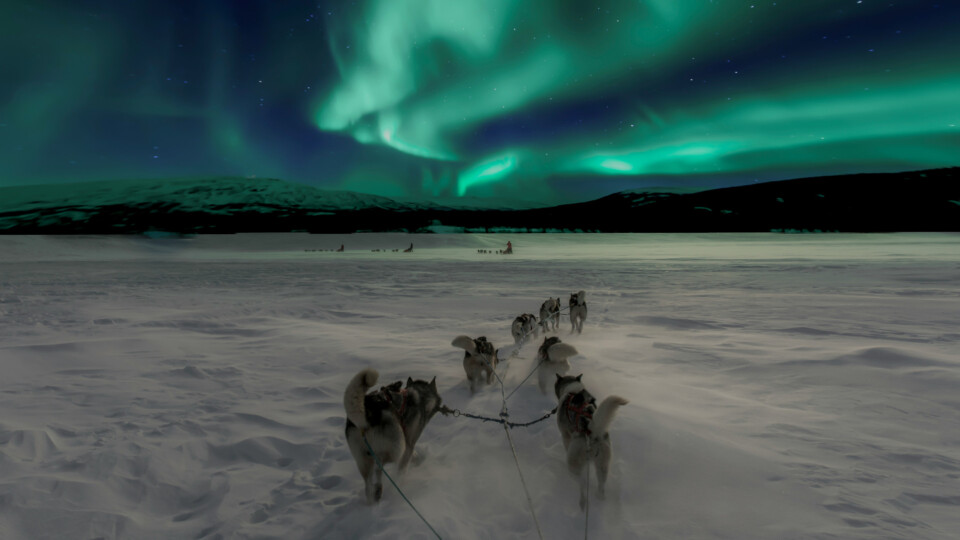 Dogs in the snow, with Northern lights