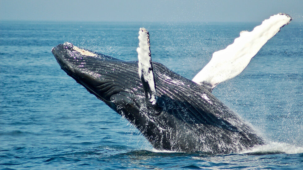 A whale bursting out of the water and falling backwards