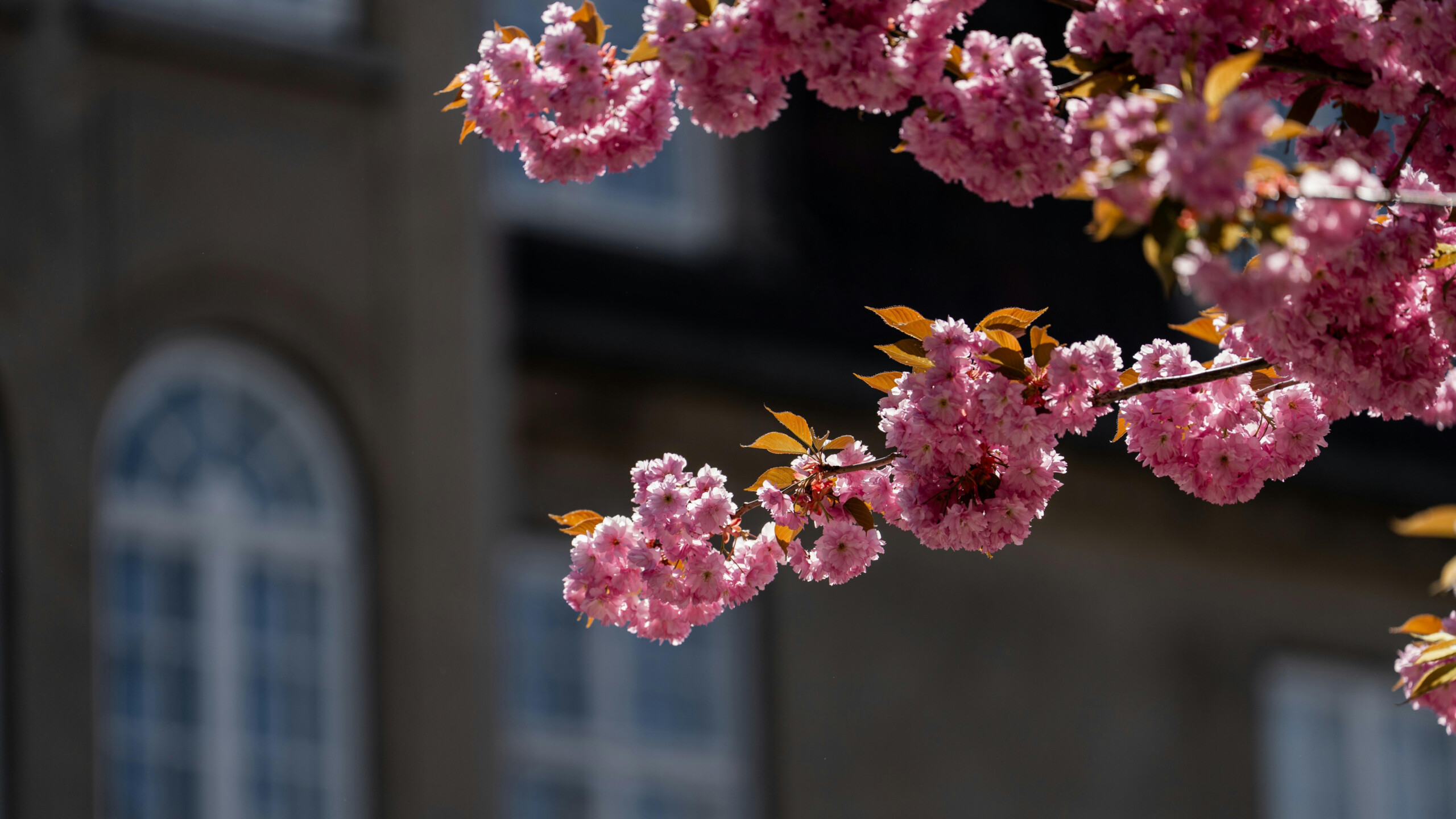 Minor update(5) for Vivaldi Android Browser 7.9