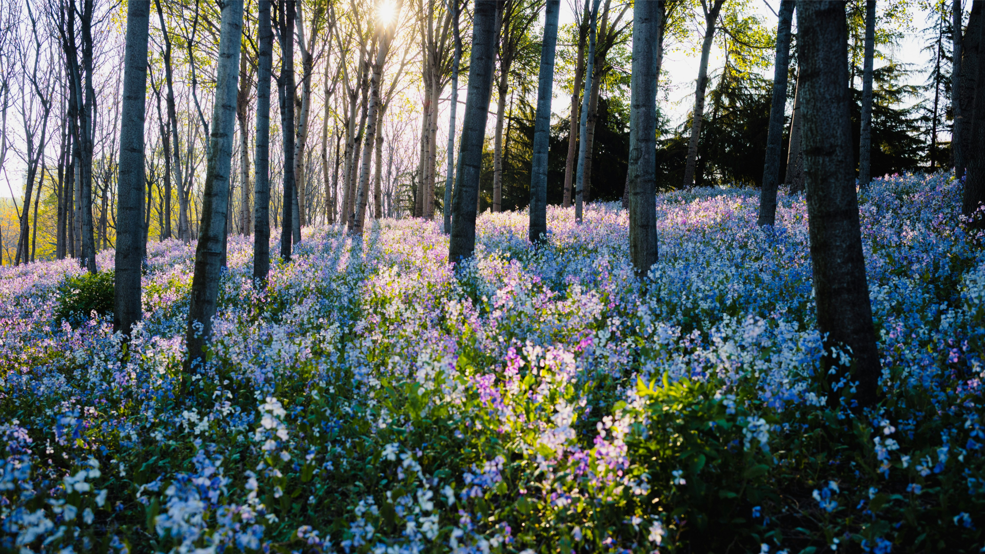 Sunlight streams through trees onto a field of purple flowers.