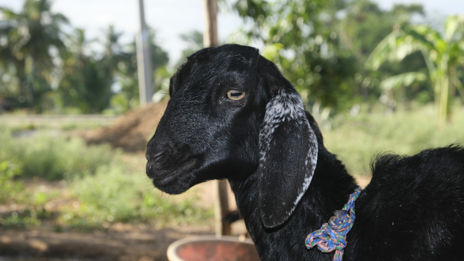 The head of a black goat