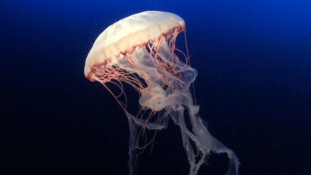A jelly fish with a deep blue background