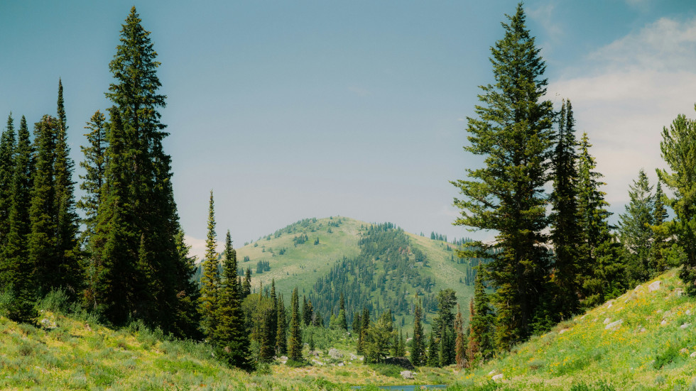 A view of a grassy hill with pine trees either side.