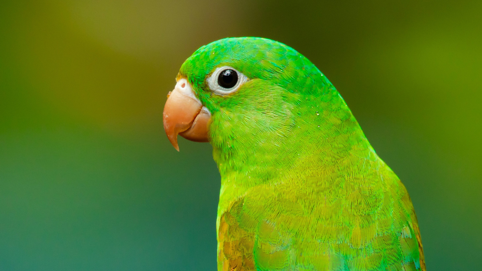 A green parrot